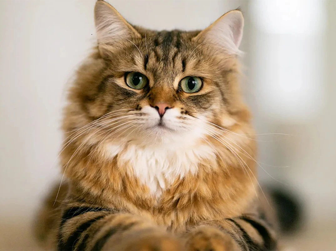 Kedimin Cinsini Nasıl Anlarım? Kedi Irkı Anlama Yöntemleri