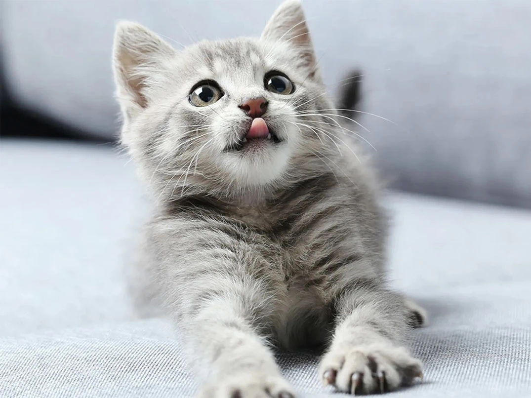 Kedinin Ağzından Salya Akması Neden Olur?