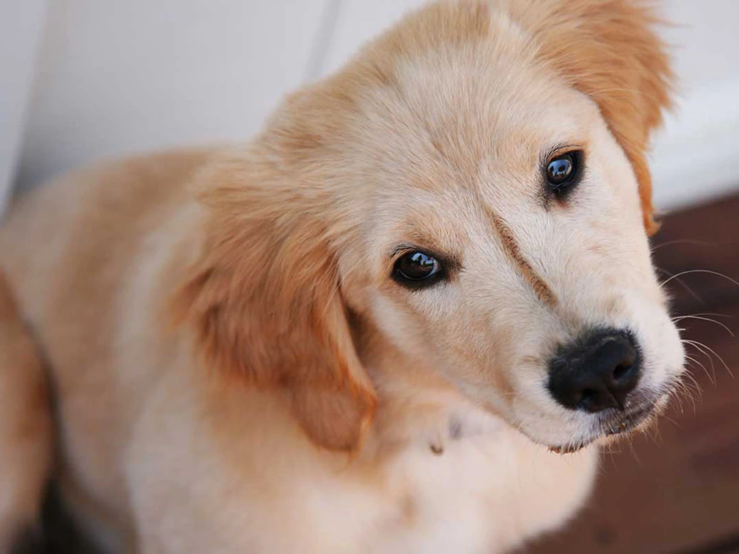 Kısırlaştırılmış Köpek Regl Olur mu?