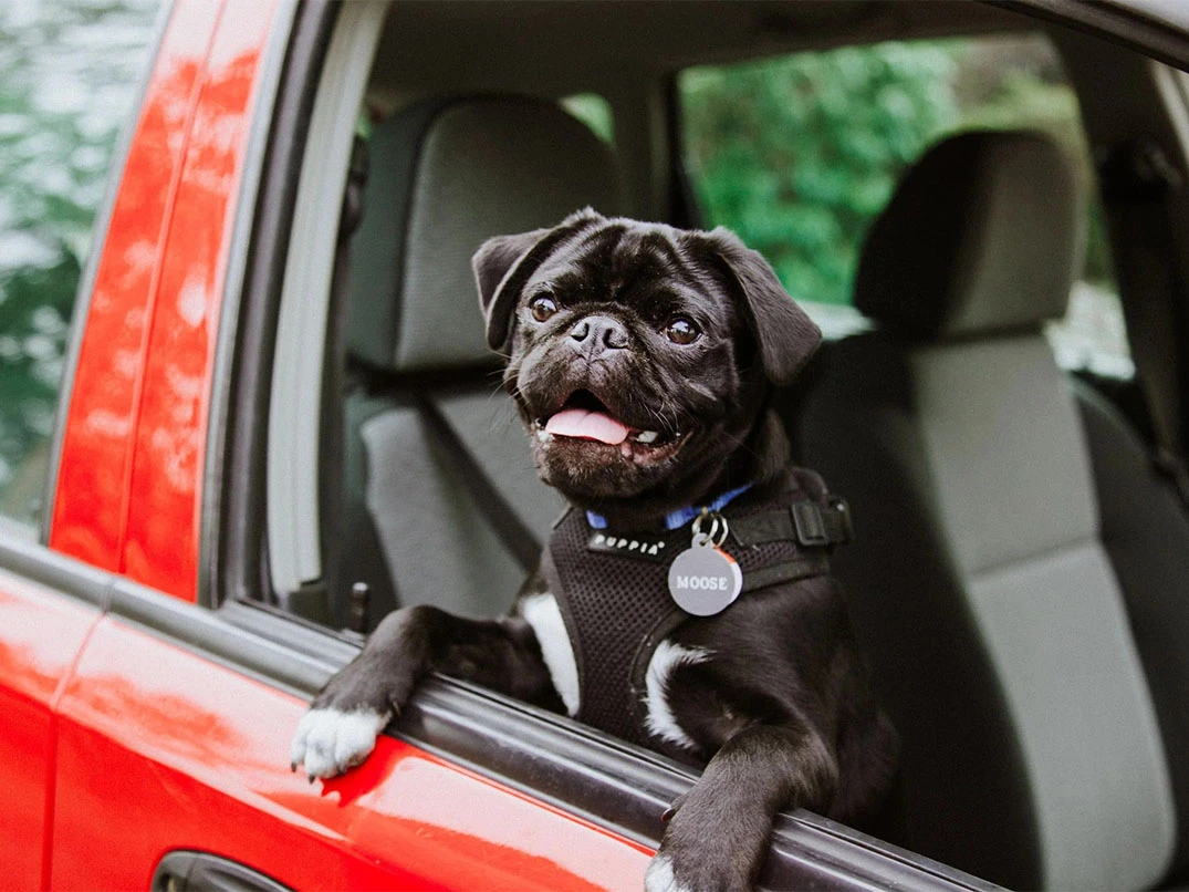 Köpeğim Arabada Kusuyor, Ne Yapmalıyım?