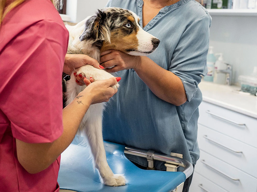 Köpeğim Ayağının Üstüne Basamıyor, Ne Yapmalıyım?