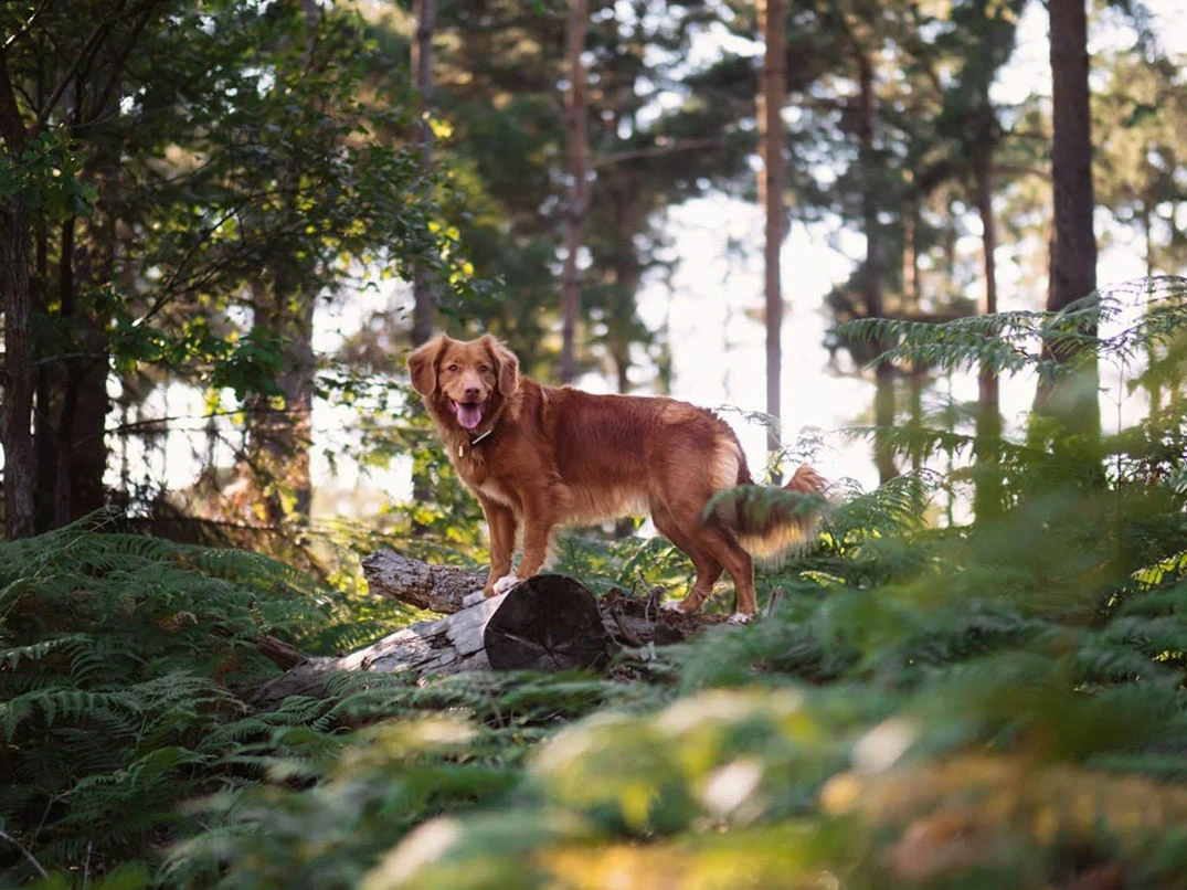 Köpeğim Benden Kaçıyor, Ne Yapmalıyım?