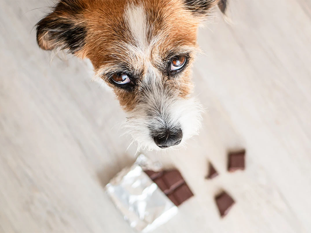Köpeğim Çikolata Yedi, Ne Yapmalıyım?