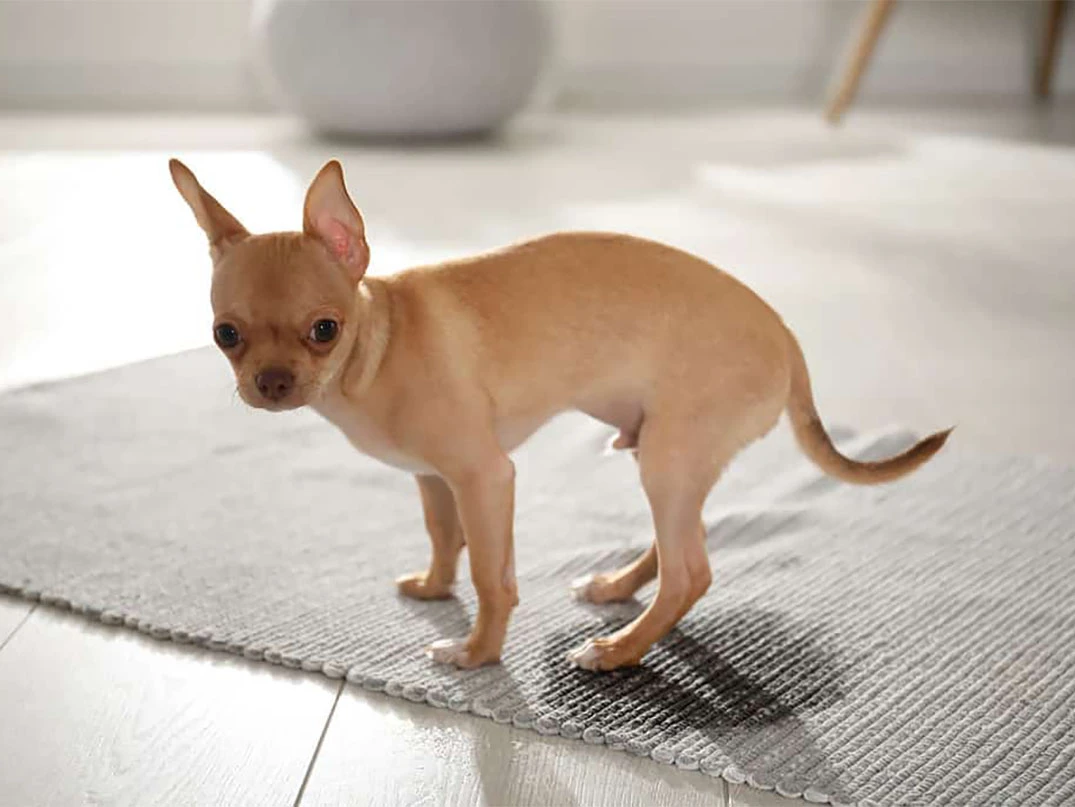 Köpeğim Heyecanlanınca İşiyor, Ne Yapmalıyım?