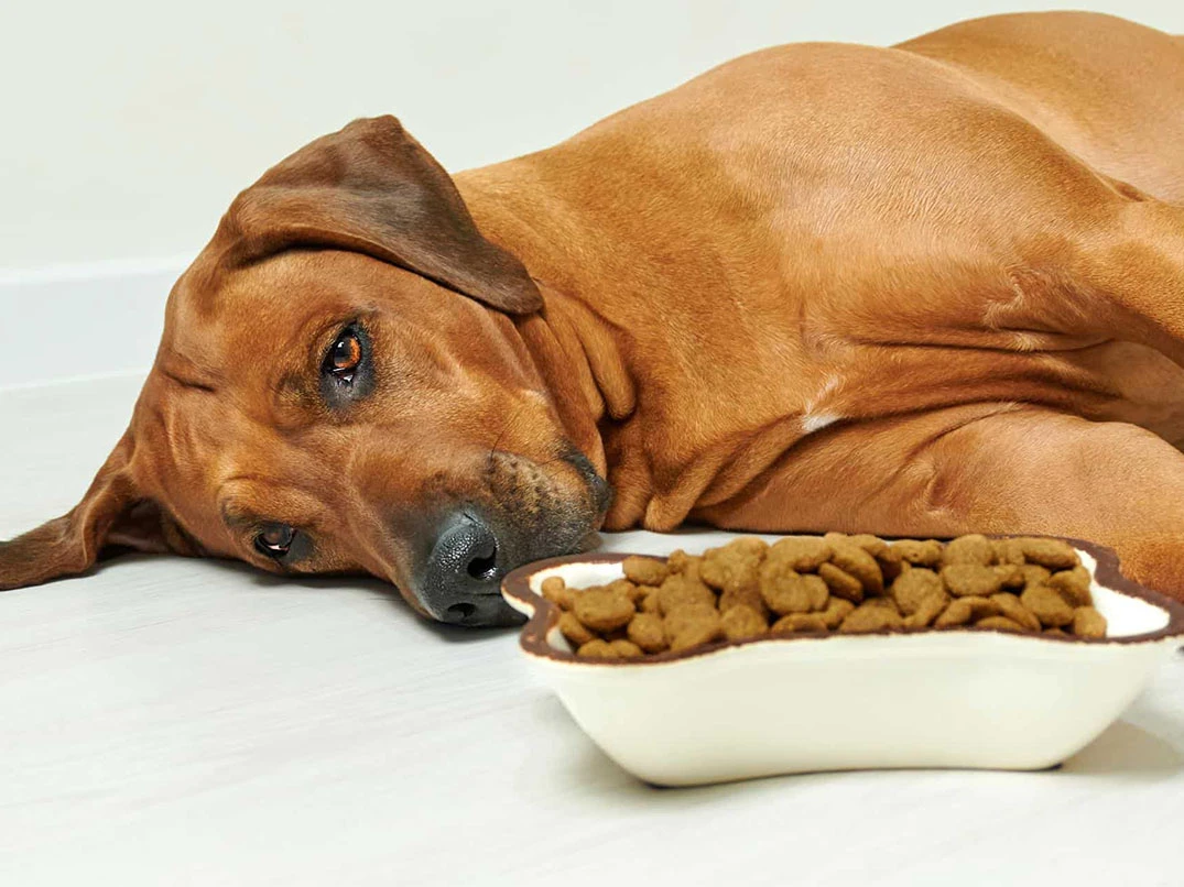 Köpeğim Kuru Mama Yemiyor, Ne Yapmalıyım?