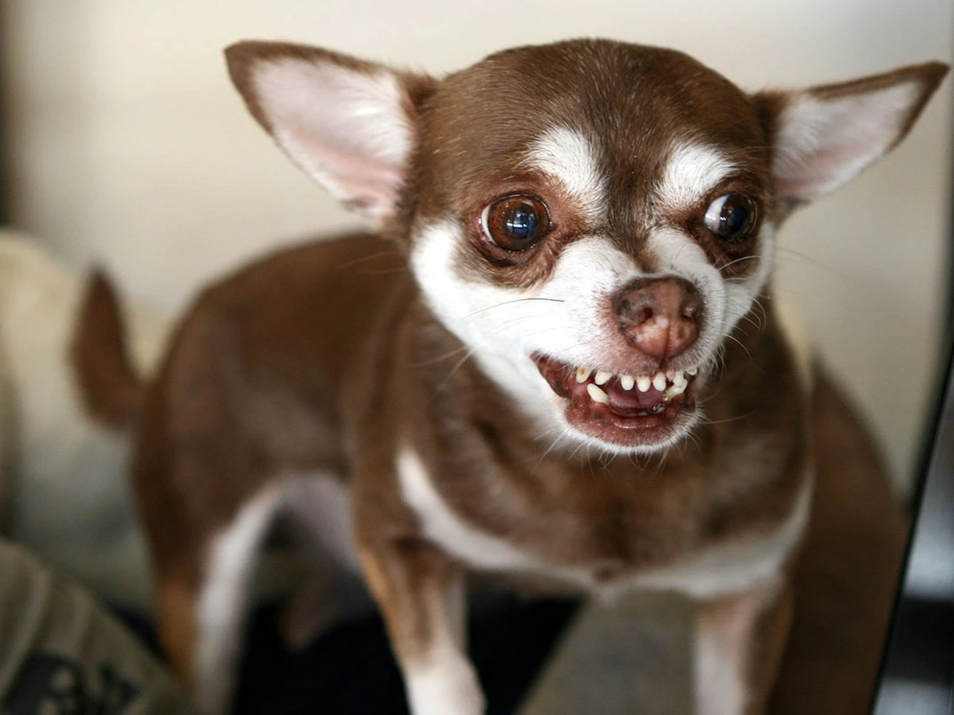 Köpeğim Neden Bana Diş Gösteriyor?