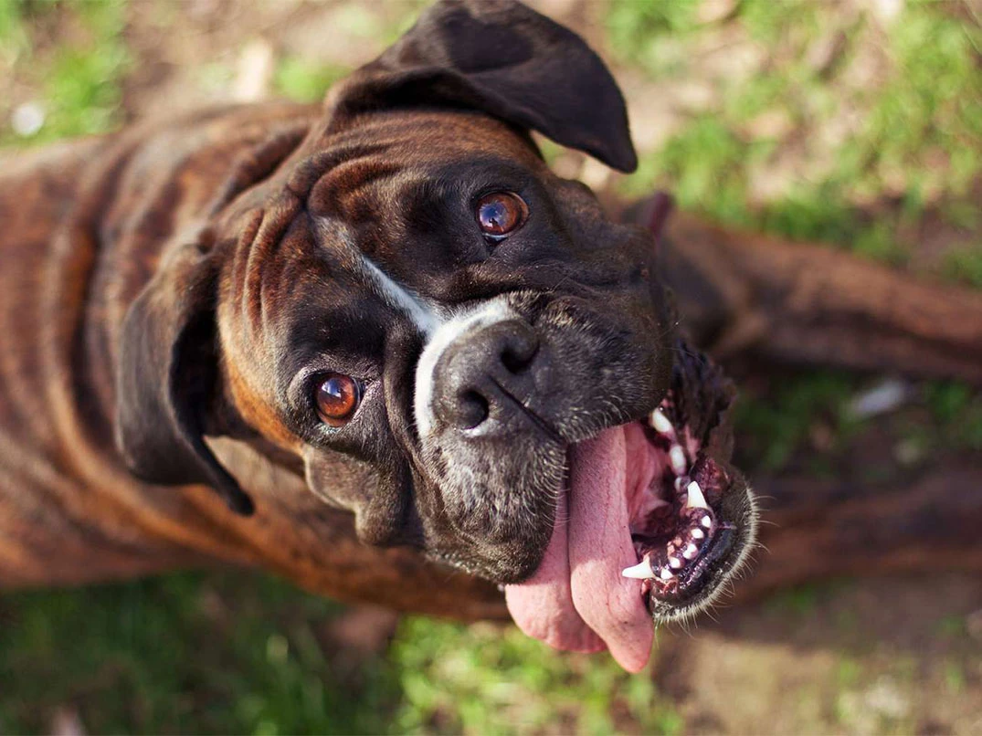 Köpeğim Neden Çok Hızlı Nefes Alıp Veriyor?