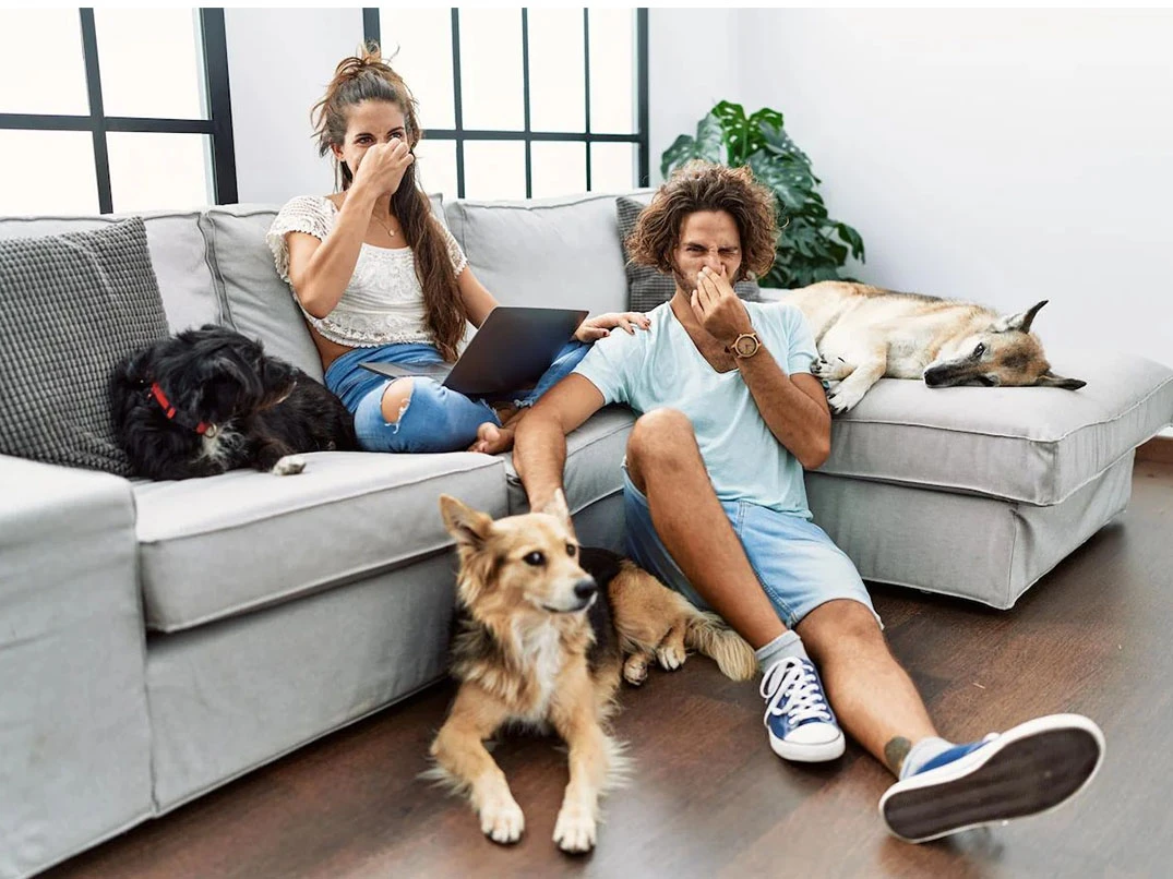 Köpeğim Neden Sürekli Gaz Çıkarıyor?