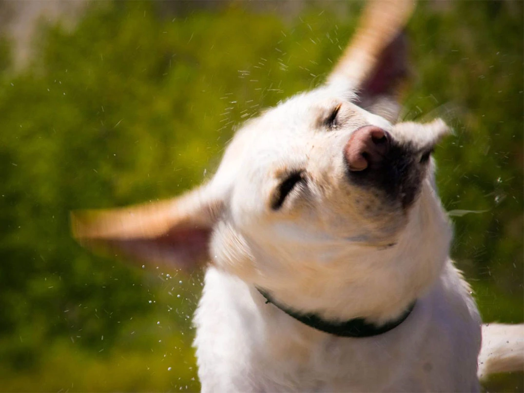 Köpeğim Neden Sürekli Kafasını Sallıyor?