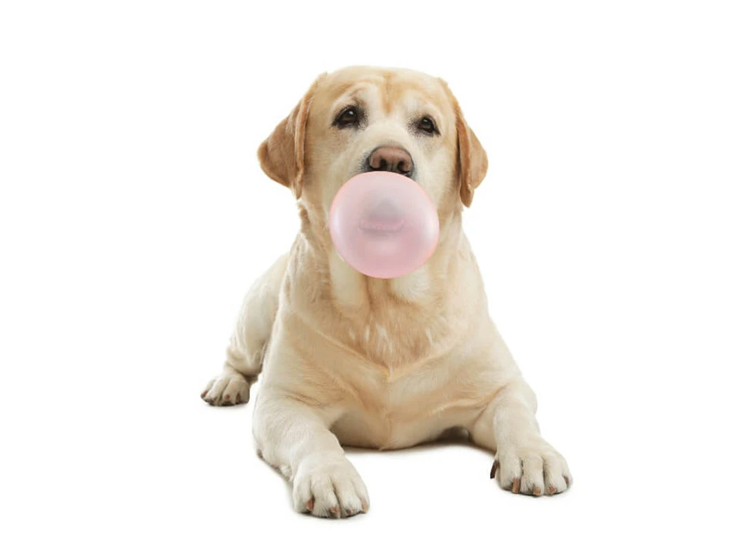 Köpeğim Sakız Yuttu, Tehlikeli mi?