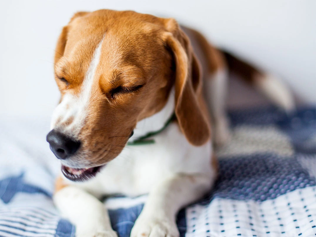 Köpek Nasıl Kusturulur? Güvenli Yöntemler ve Dikkat Edilmesi Gerekenler