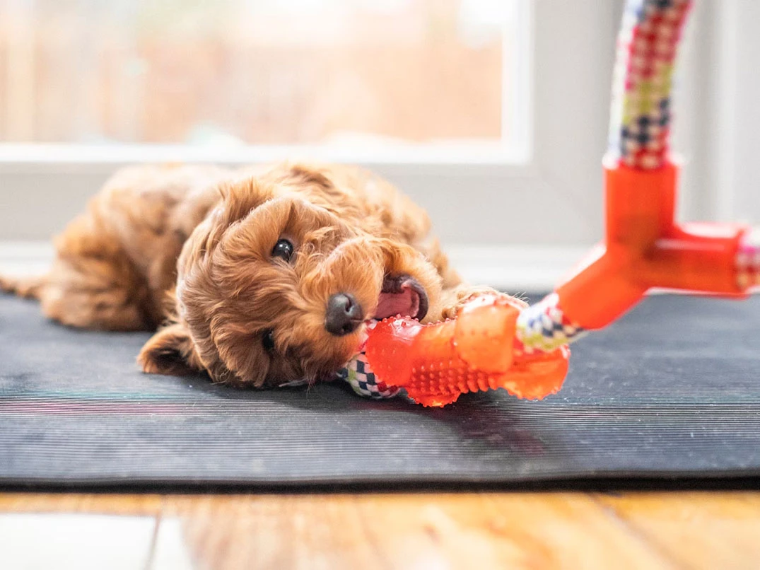 Köpek Oyuncağı Seçmenin Püf Noktaları