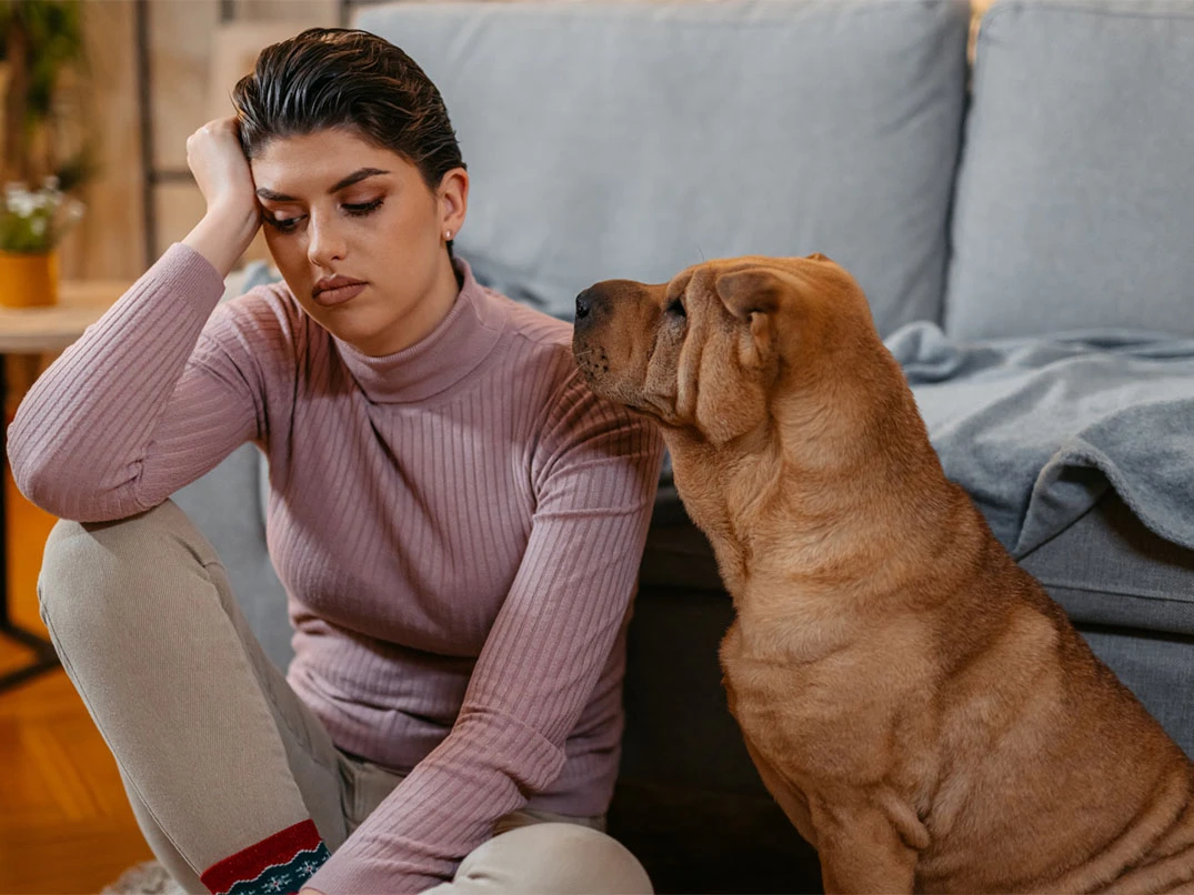 Köpek Sahibini Ne Zaman Unutur?