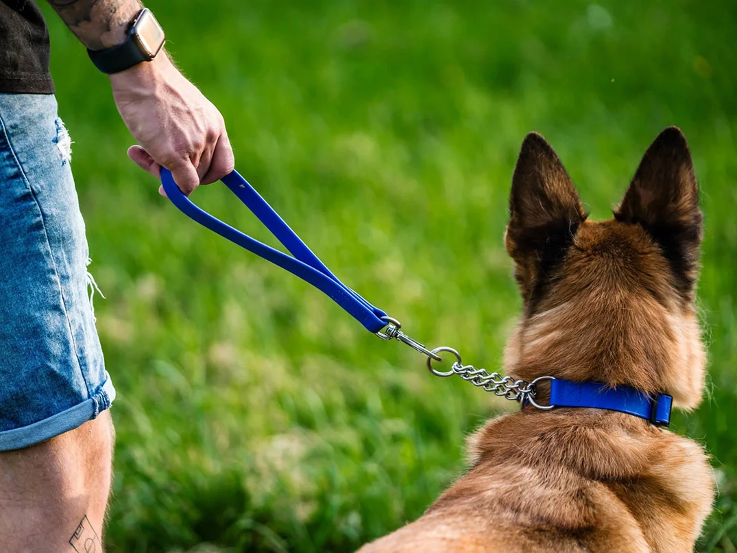 Köpek Tasması Nedir? Nasıl Kullanılır?