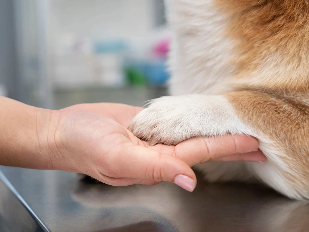 Köpek Tırmalaması Kuduz Yapar mı?