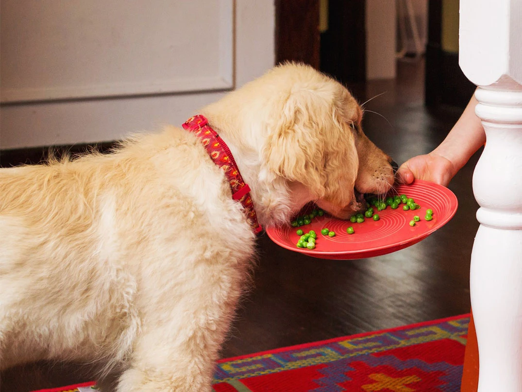 Köpekler Bezelye Yer mi?