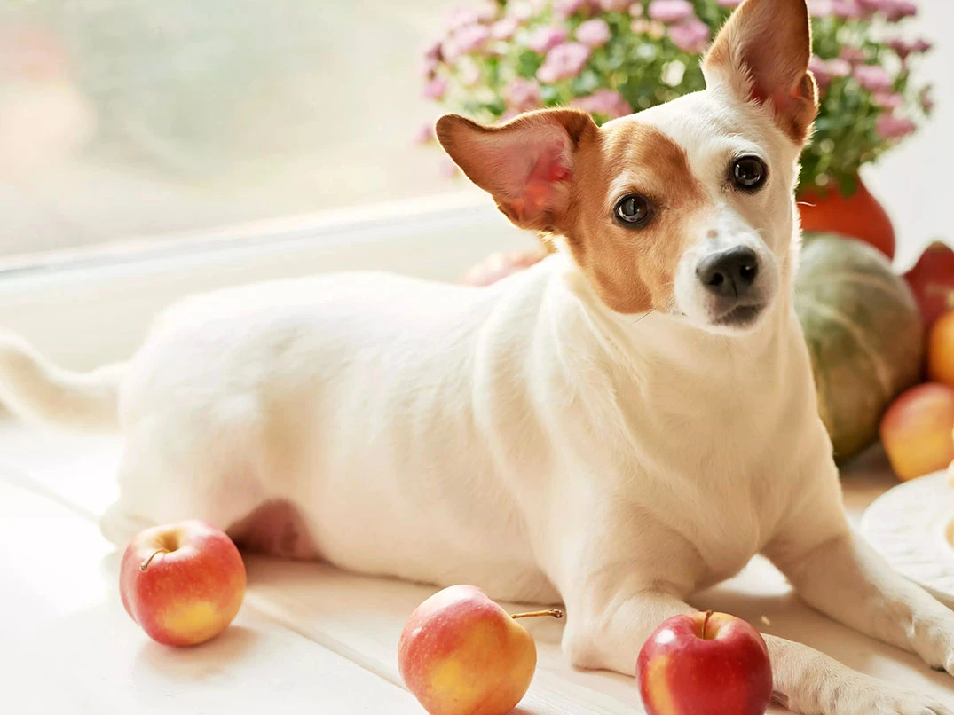 Köpekler Elma Yer mi?