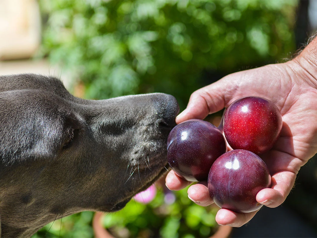 Köpekler Erik Yer mi?