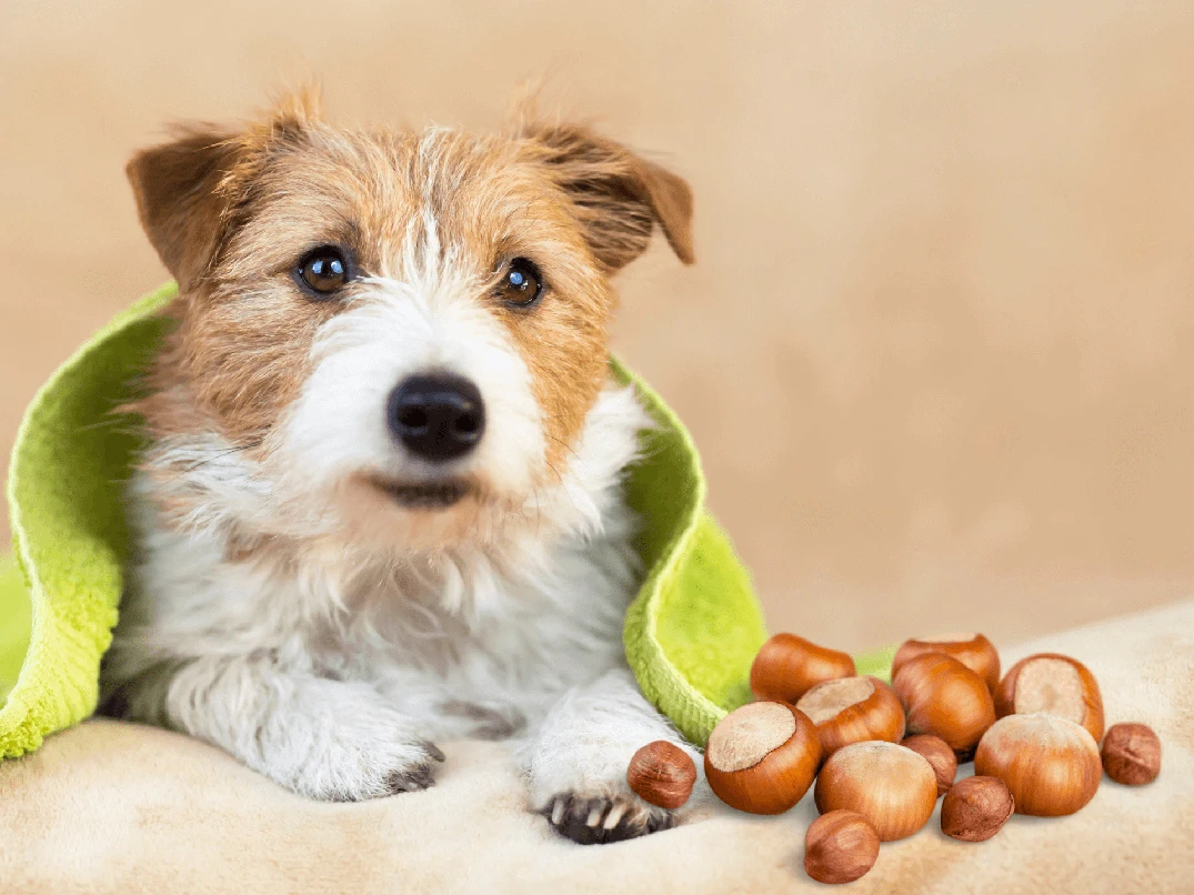 Köpekler Fındık Yer Mi? Köpekler İçin Fındık Zararlı Mı?