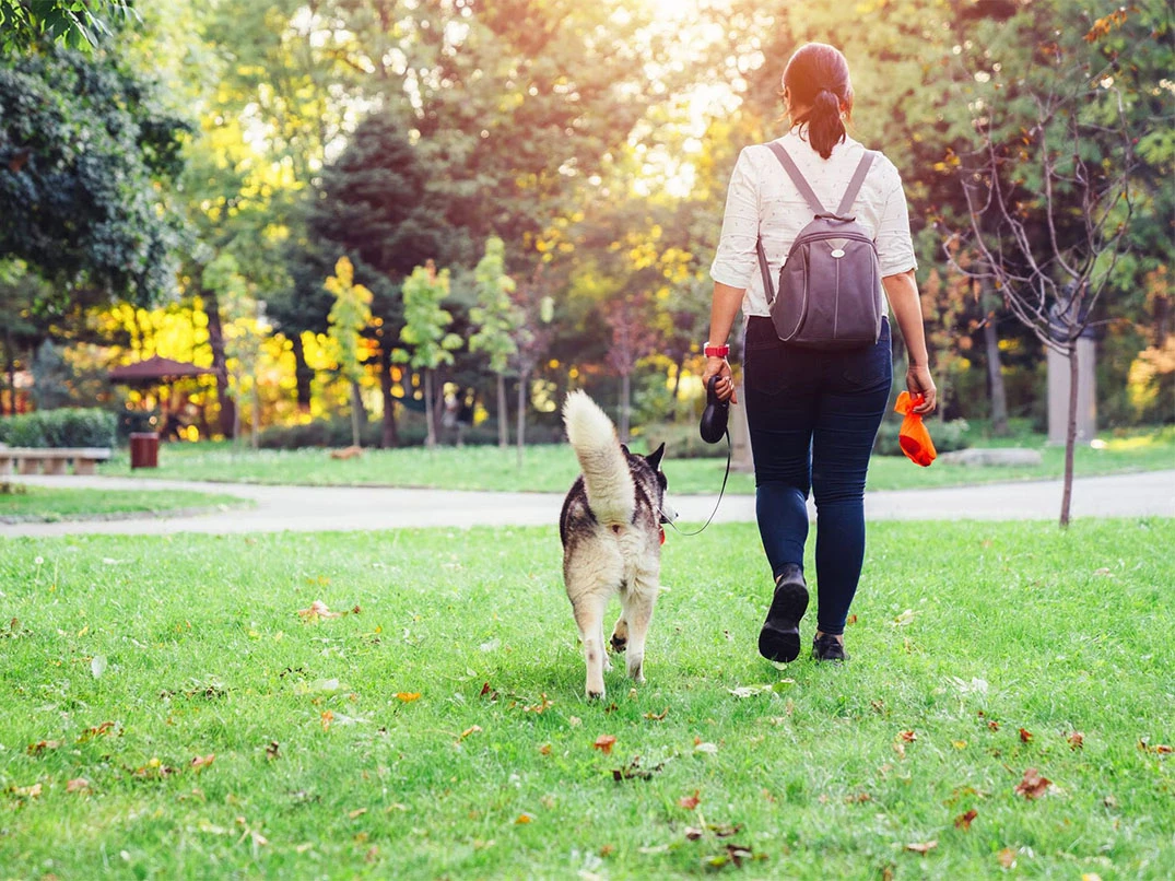 Köpekler Günde Kaç Kez Tuvalete Çıkarılmalı?