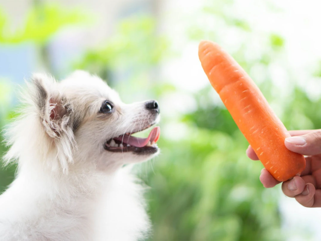 Köpekler Havuç Yer mi?
