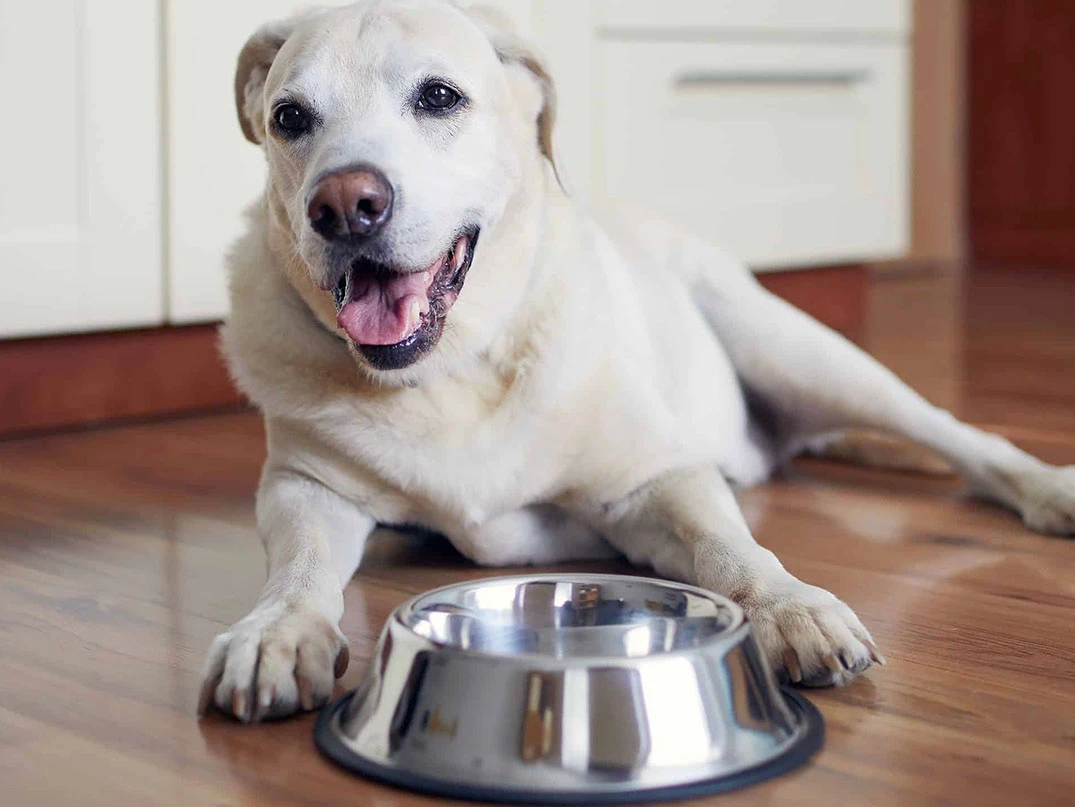 Köpekler Kaç Gün Aç Kalabilir? Sağlık Üzerindeki Etkileri
