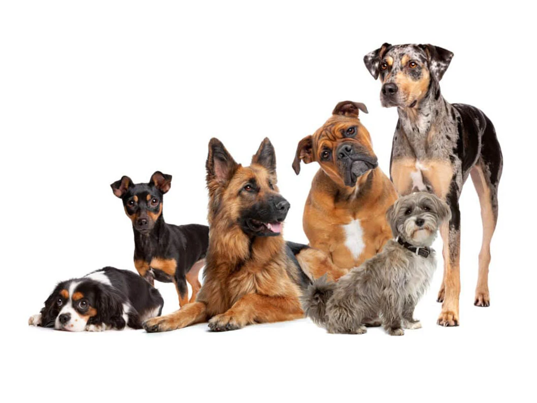 Köpekler Kaç Kromozomlu?