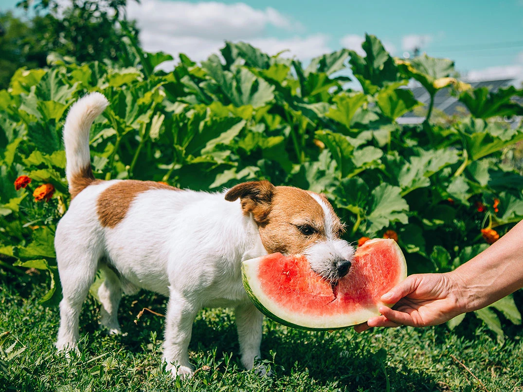 Köpekler Karpuz Yer mi? Karpuz Köpeklere Zararlı mı?
