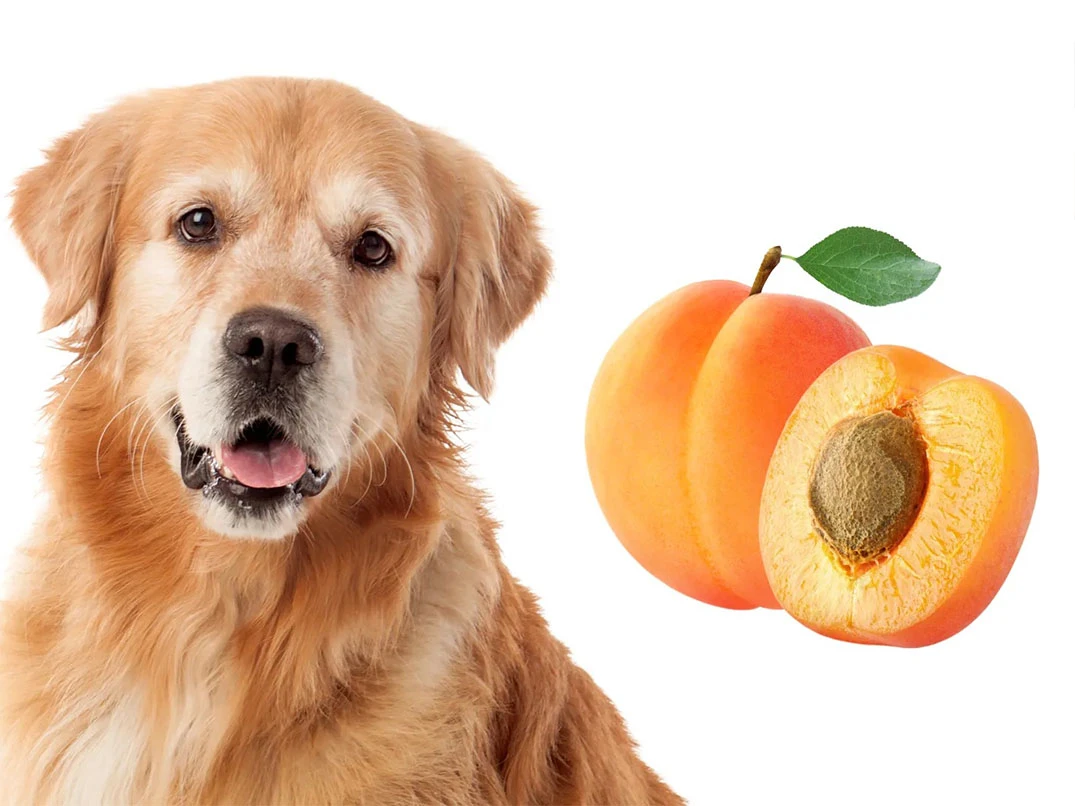 Köpekler Kayısı Yer mi?