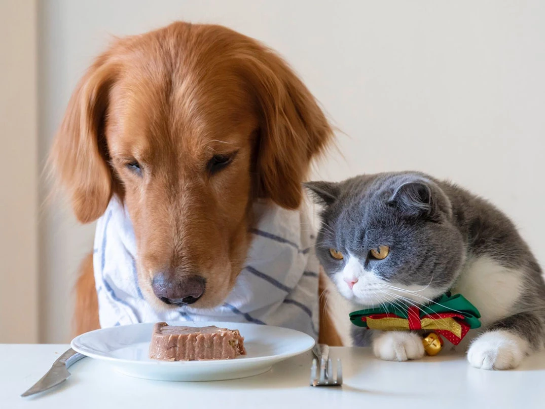 Köpekler Kedi Maması Yer Mi? Köpekler İçin Risk Faktörleri