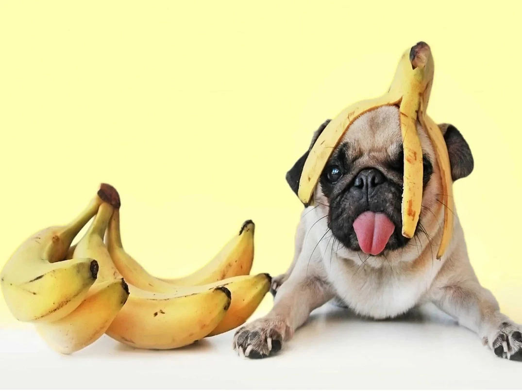 Köpekler Muz Tüketebilir Mi? Muz Köpeklere Zararlı Mı?
