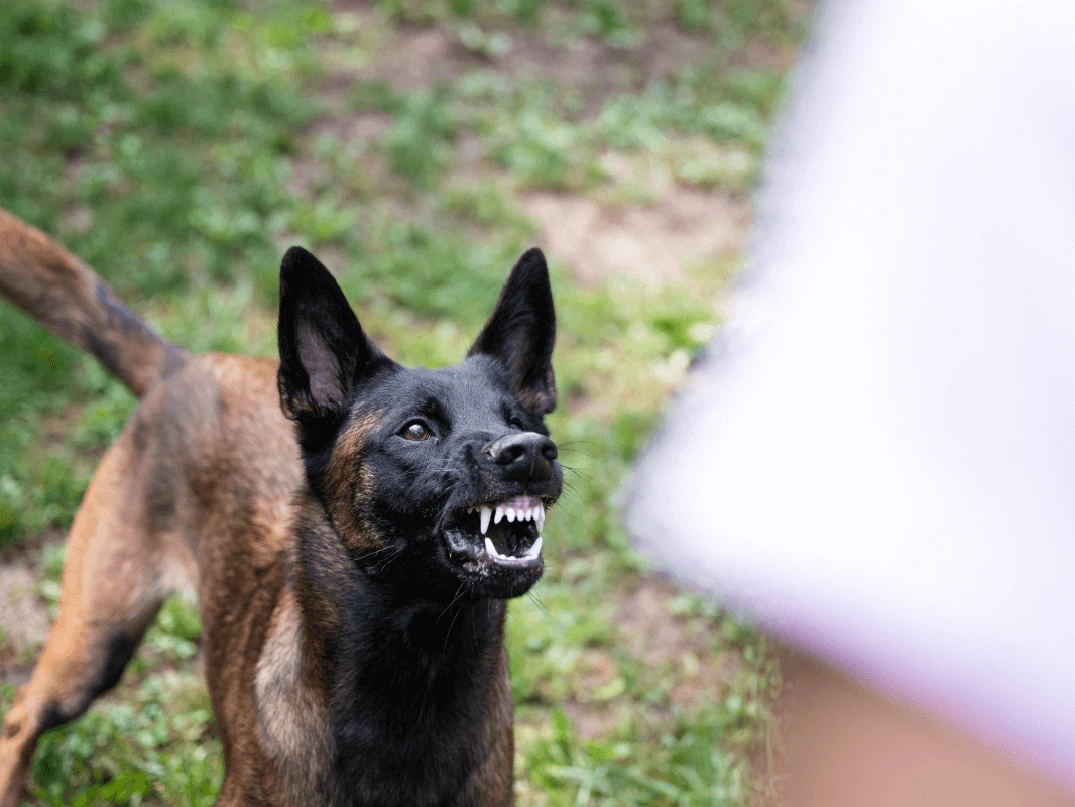 Köpekler Neden Hırlar? Sebepleri ve Irklara Göre Farklılıkları