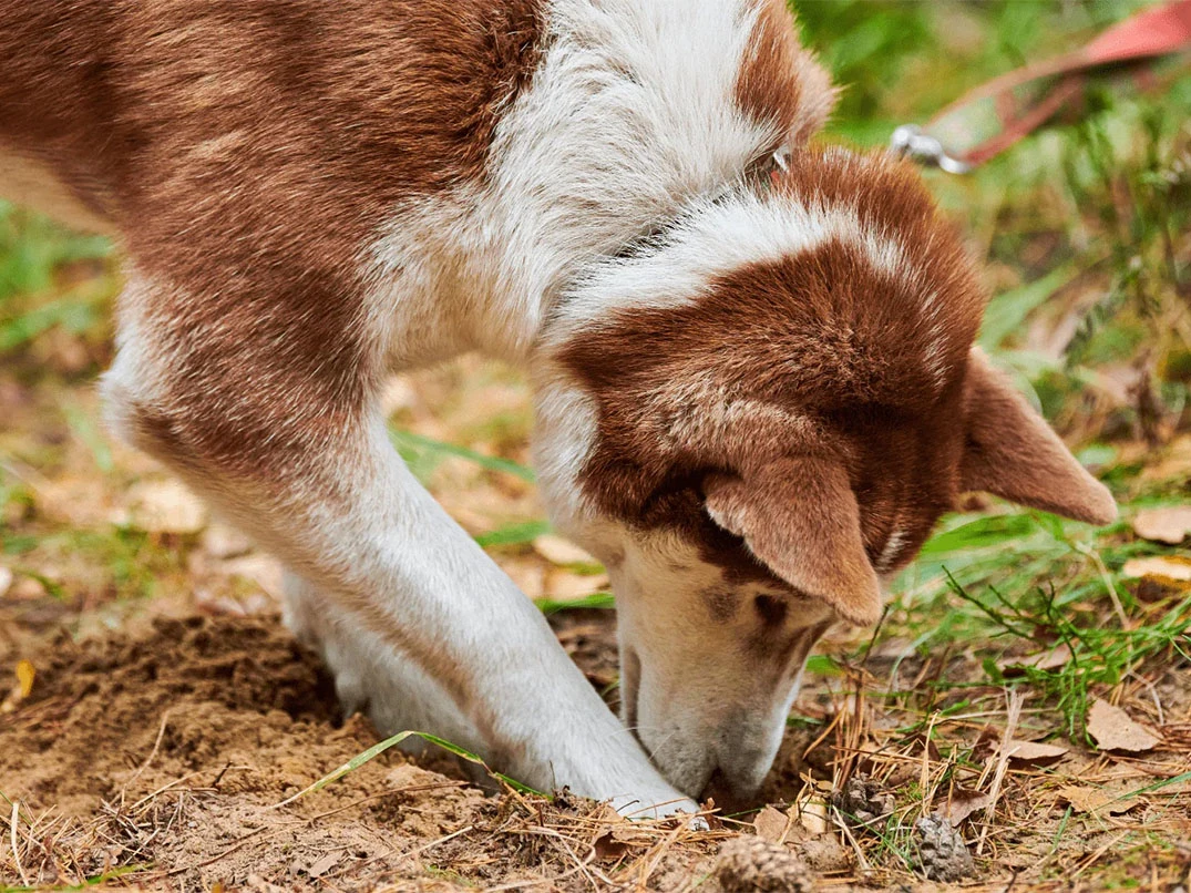 Köpekler Neden Toprak Yer?