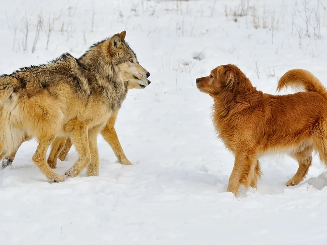 Köpekler Ne Zaman Evcilleştirildi?