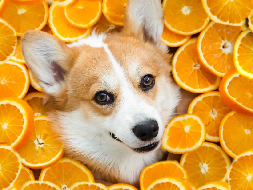 Köpekler Portakal Yer mi? Zararlı mı?