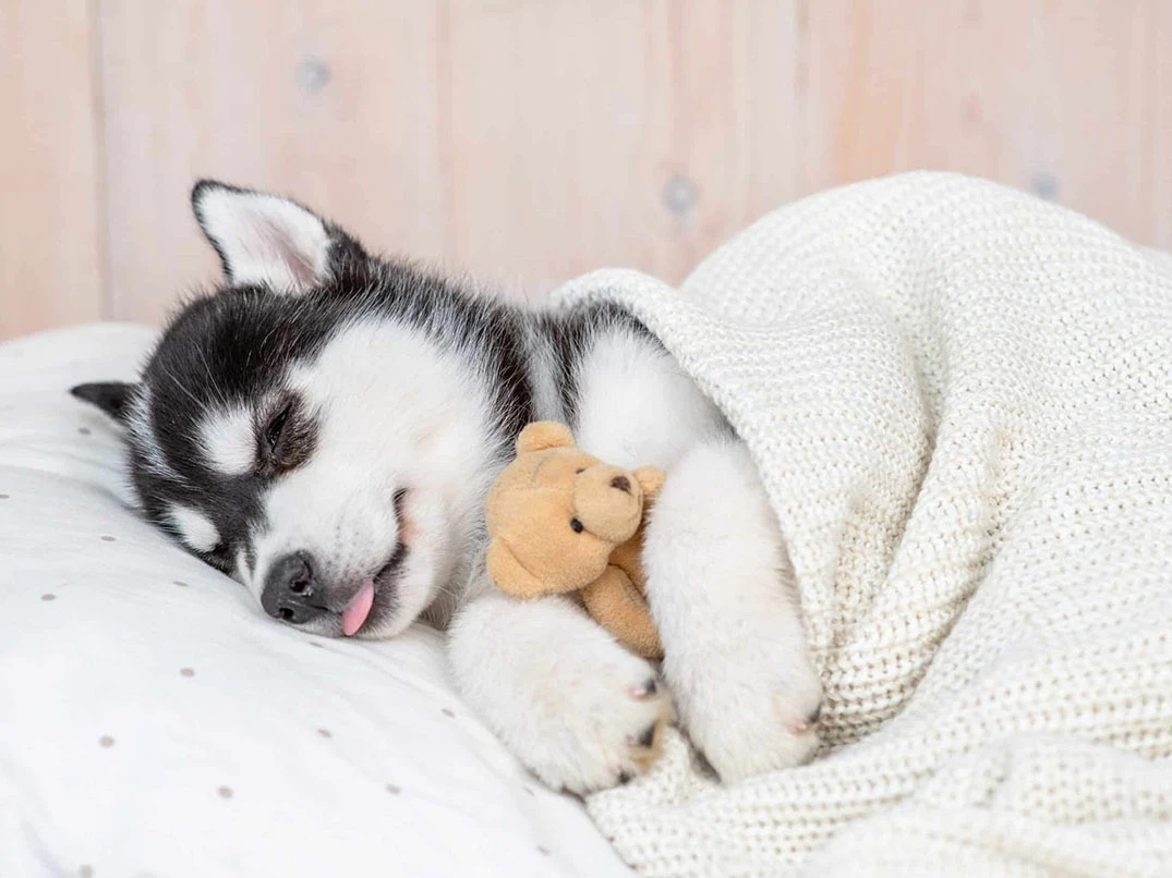 Köpekler Rüya Görür mü?