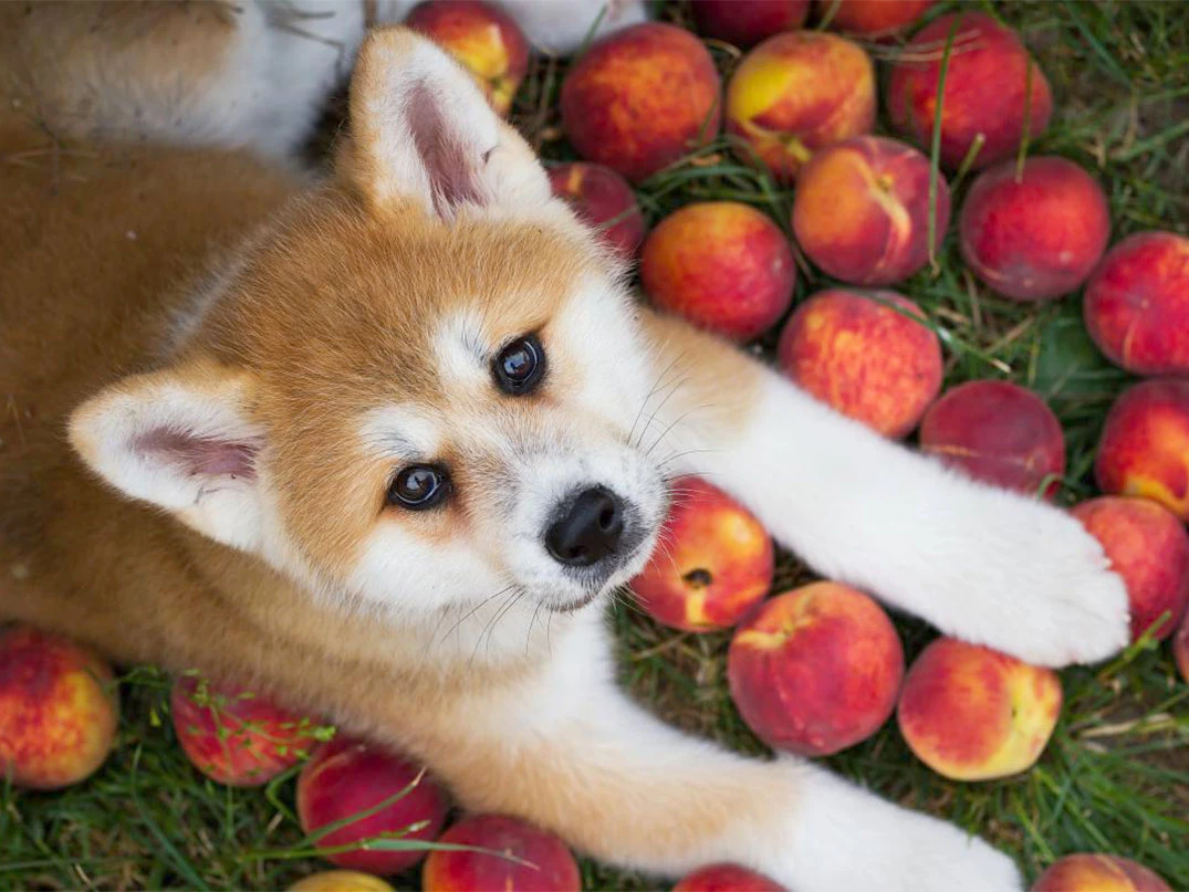 Köpekler Şeftali Yer mi?