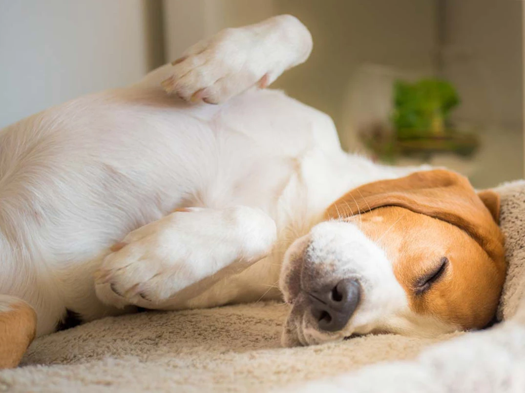 Köpekler Uykuda Neden Titrer?