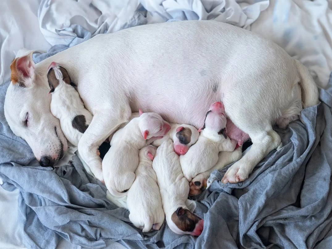 Köpekler Yılda Kaç Kez Doğum Yapar?