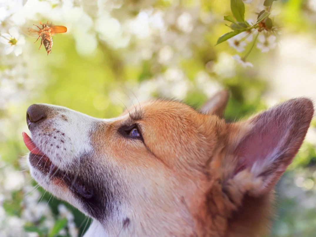 Köpeğinizi Arı Sokunca Ne Yapmalısınız?