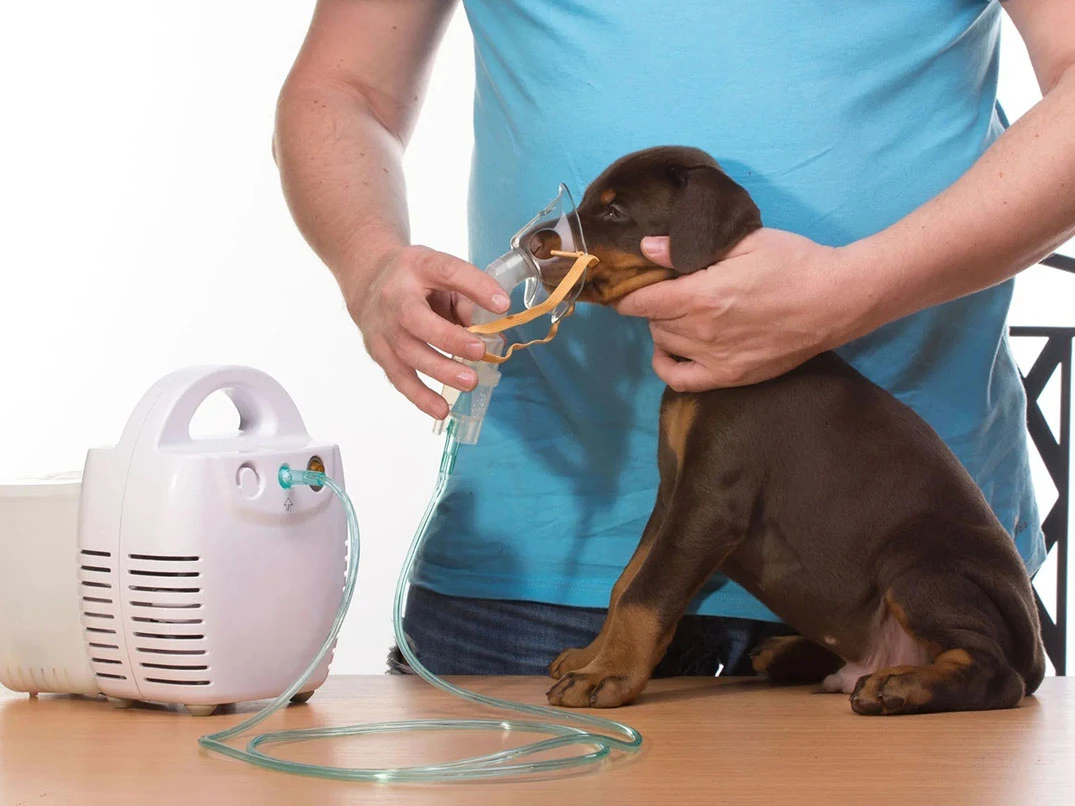 Köpeklerde Astım Nedir? Nasıl Anlaşılır?