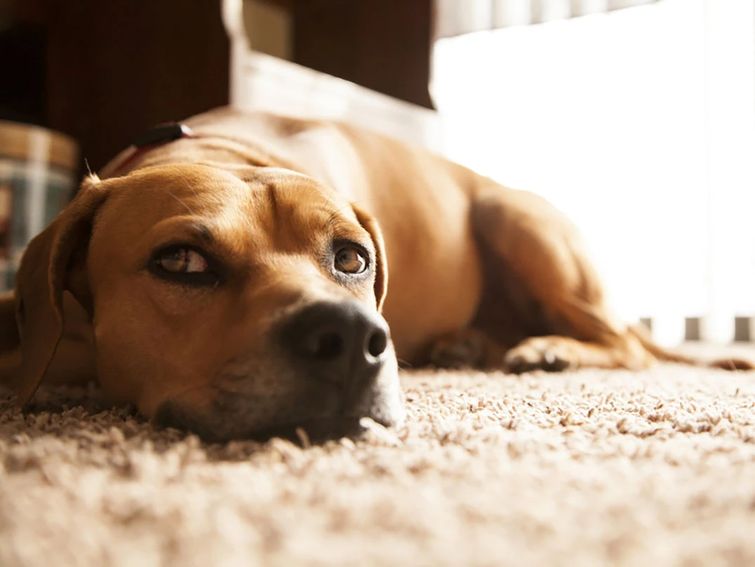 Köpeklerde Bağırsak Paraziti Nedir? Belirtileri ve Tedavi Yöntemleri