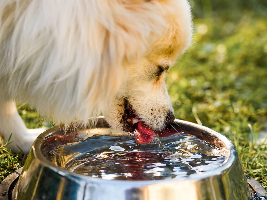 Köpeklerde Böbrek Yetmezliği Nedir? Belirtileri, Nedenleri ve Tedavi Yöntemleri