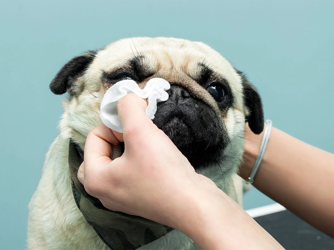 Köpeklerde Burun Akıntısı Neden Olur?