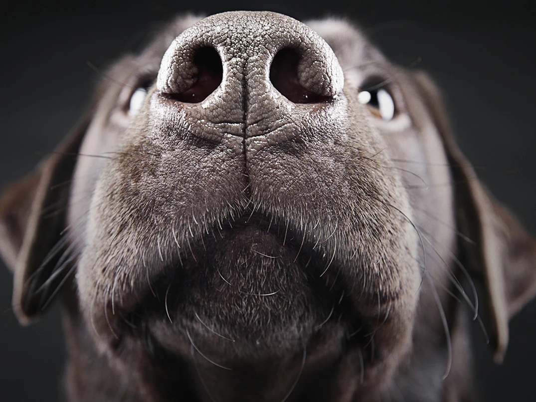 Köpeklerde Burun Kanaması Nedir? Nedenleri ve Müdahale Yöntemleri