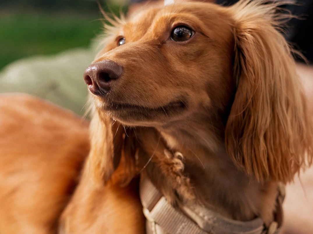 Köpeklerde Burun Kuruluğu Nedir? Nedenleri ve Çözümleri