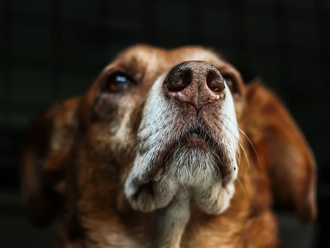 Köpeklerde Cushing Sendromu Nedir? Nasıl Anlaşılır?