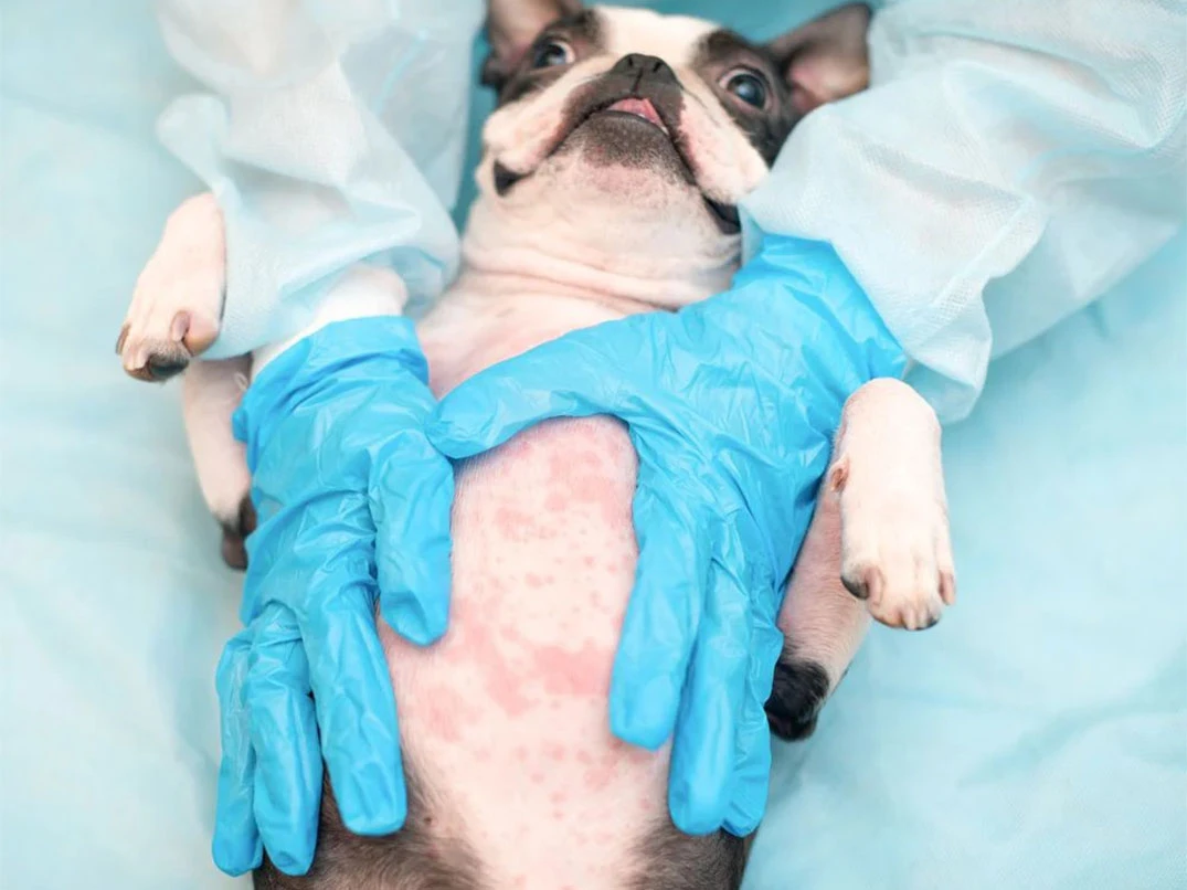 Köpeklerde Egzama Nedenleri ve Belirtileri