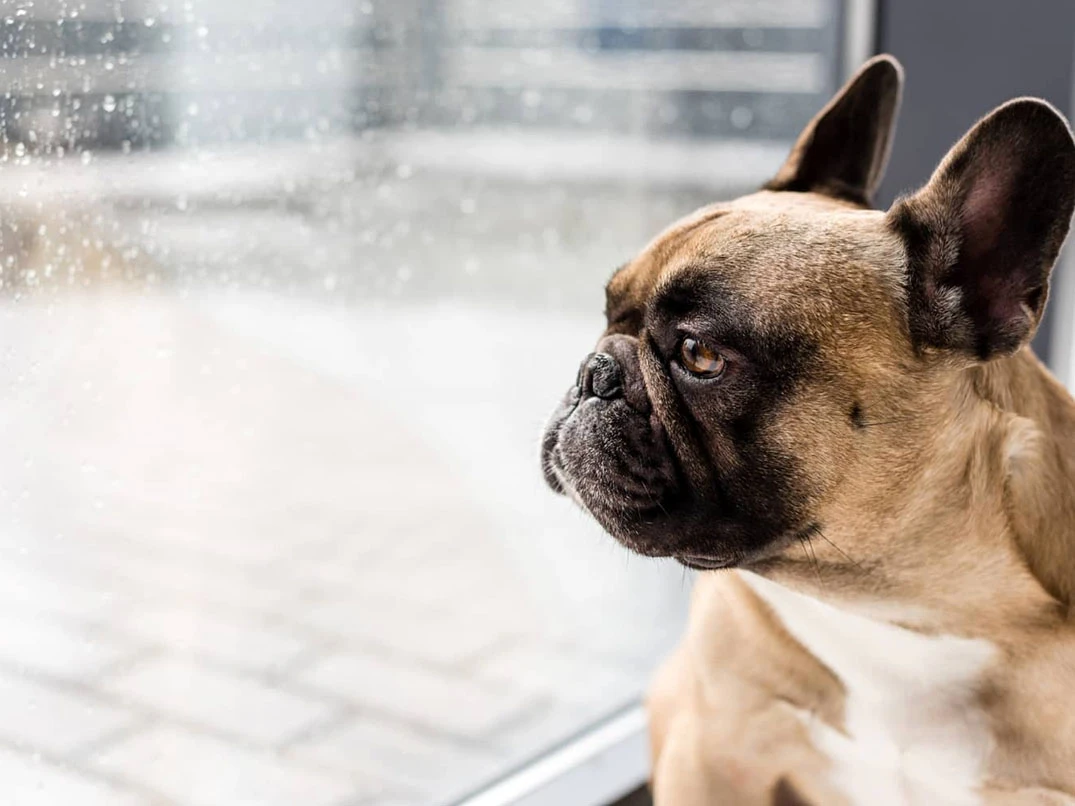 Köpeklerde Fıtık Nedir? Belirtileri ve Tedavi Yöntemleri