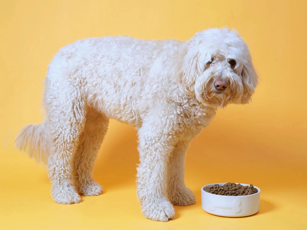 Köpeklerde Gastrit Nedir? Nasıl Anlaşılır?